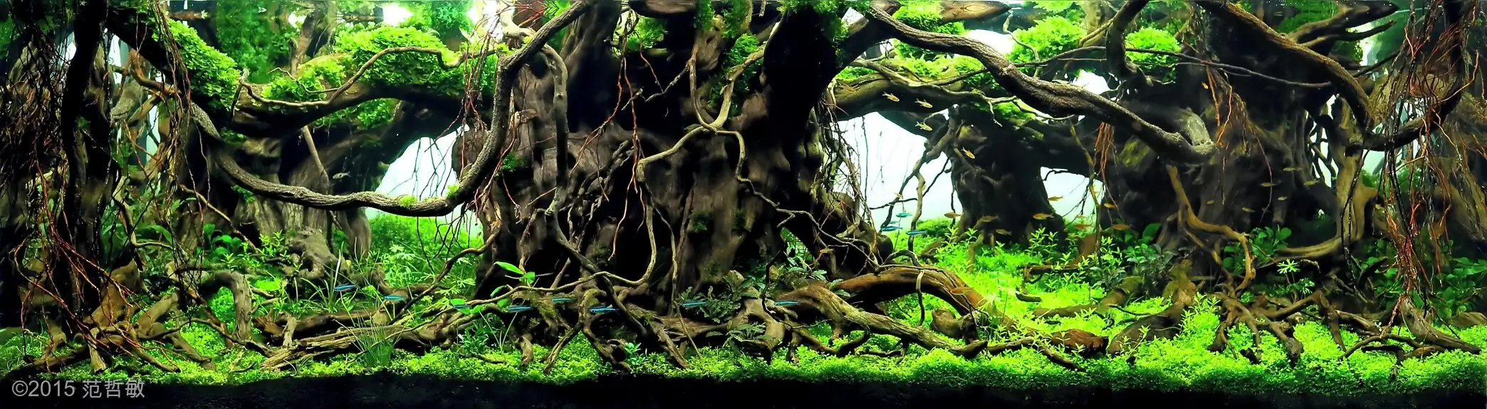 [TheStoriesOfTop7] Hidden Land - Bowen Fan / China - IAPLC 2015